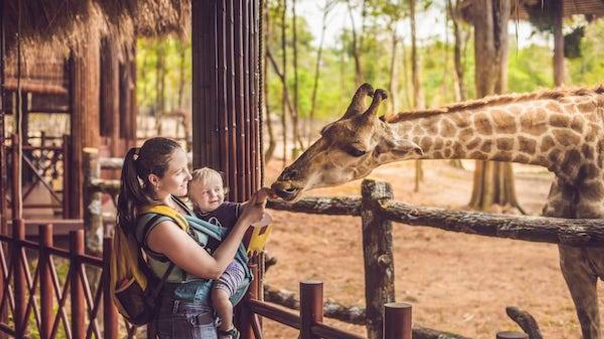 Mother and child feeding a giraffe at a zoo