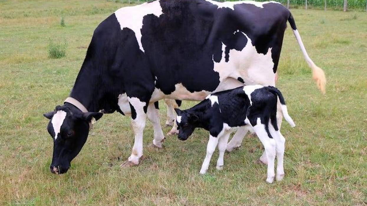 Mother, Cow, Baby, Calf, Corn Field
