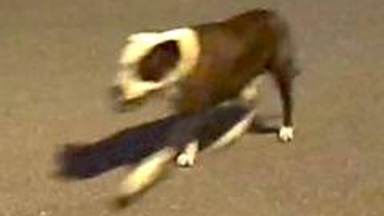 Motion-blurred brown and white dog pushing a dark skateboard.