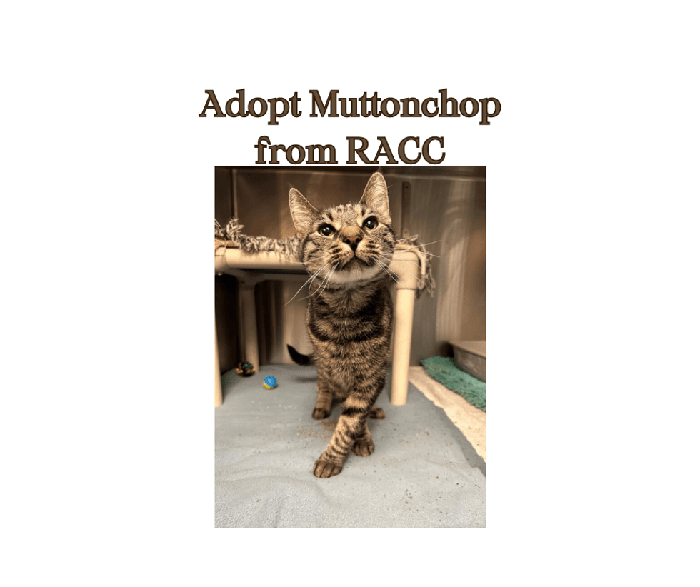 Mottonchop