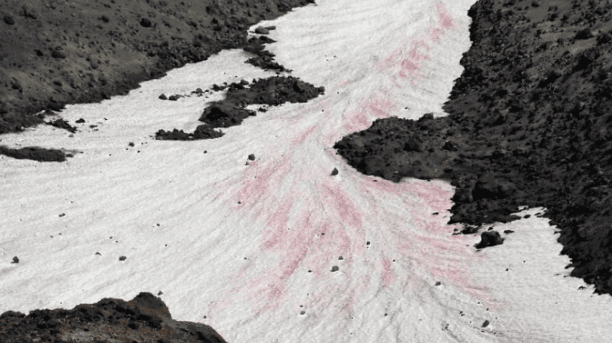 Mount St. Helens mountain climbers noticing "Watermelon Snow"
