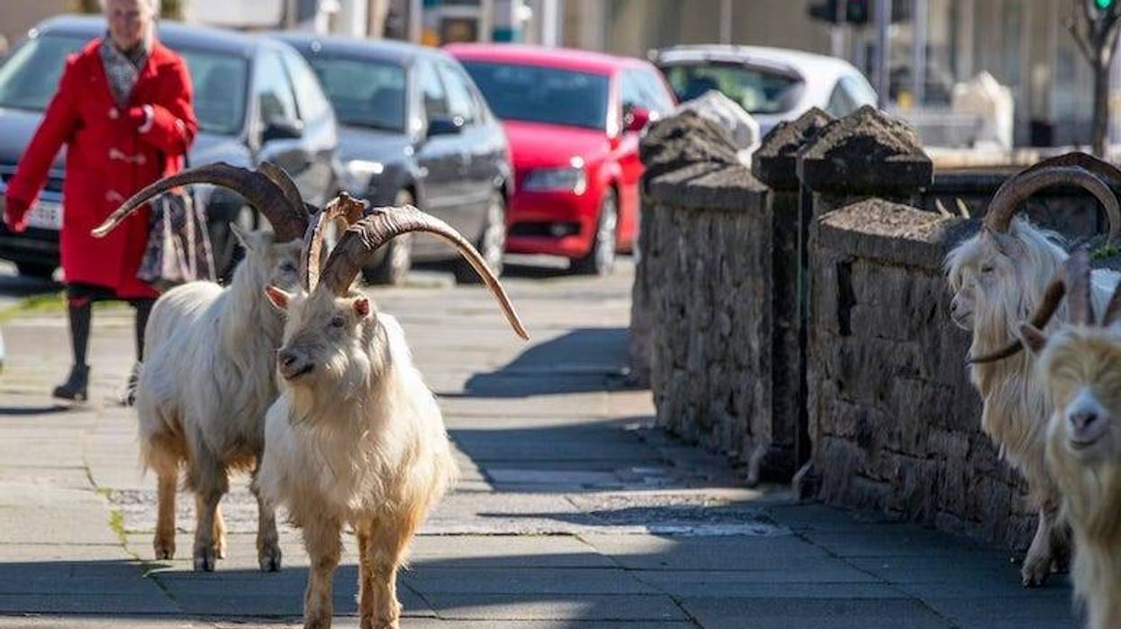 Mountain Goats, Trinity Square, Llandudno, north Wales, Town, 2020