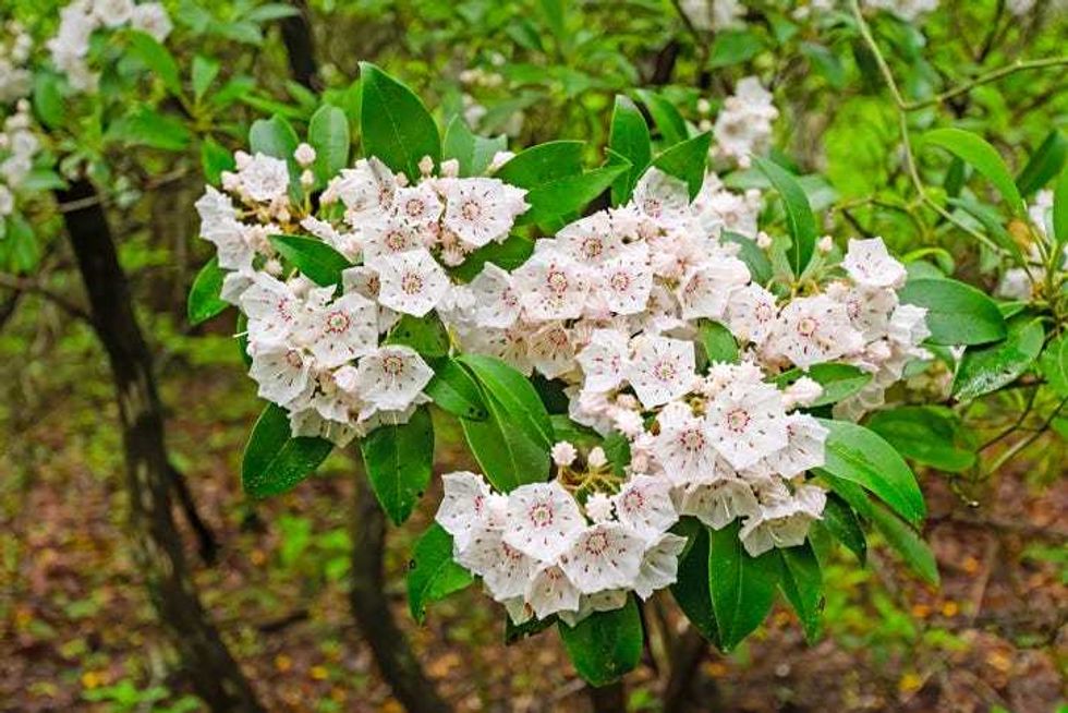Mountain Laurel