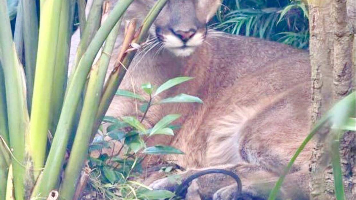Mountain lion sighting reported in Santa Monica