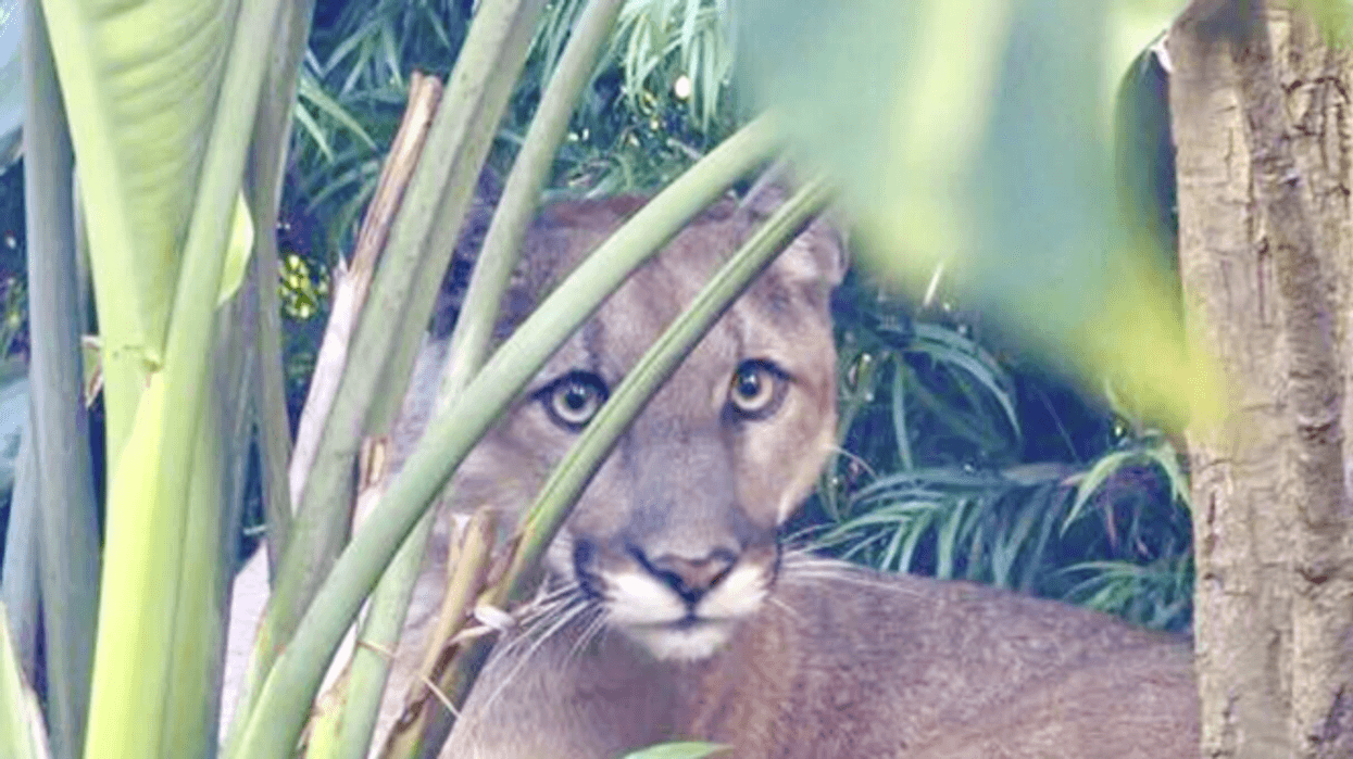 Mountain lion sighting in Santa Monica prompts police reponse
