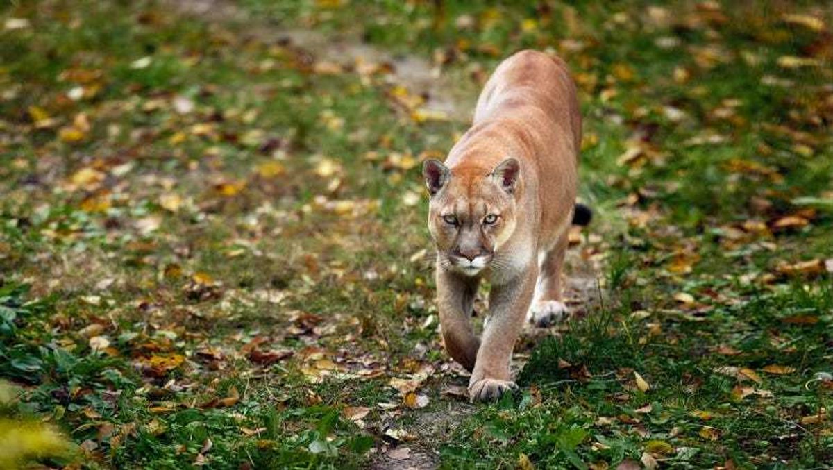 mountain lion