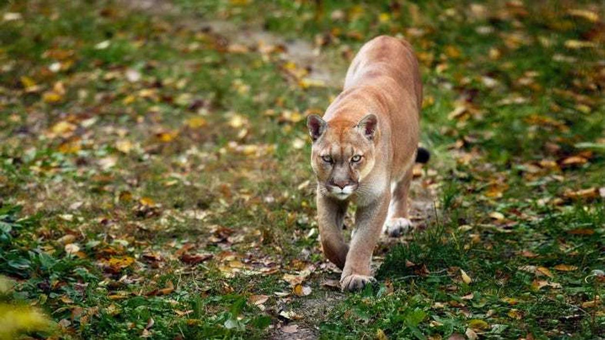 mountain lion