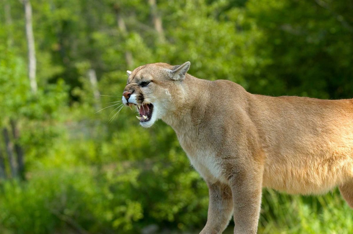 Mountain lion.
