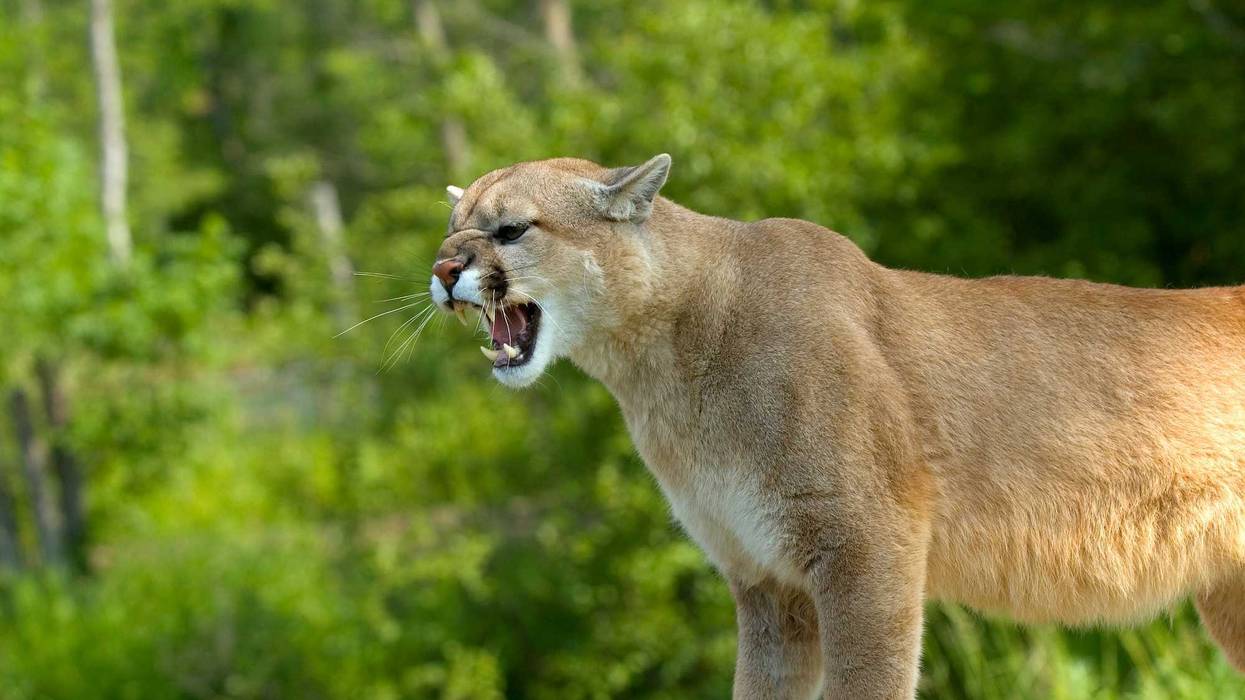 Mountain lion.