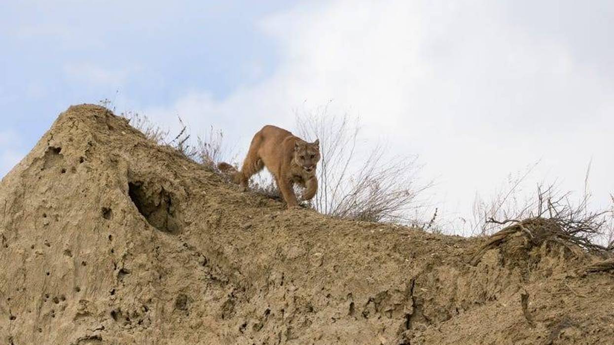 Mountain Lion