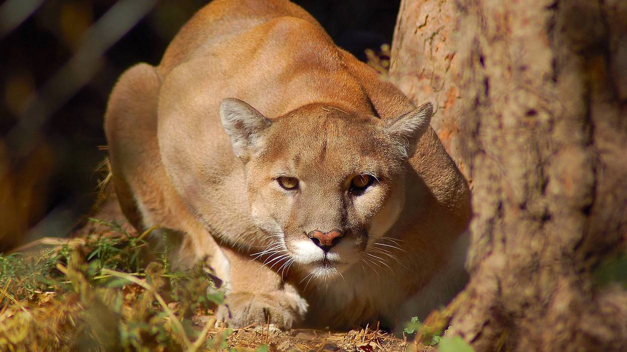 Mountain lion