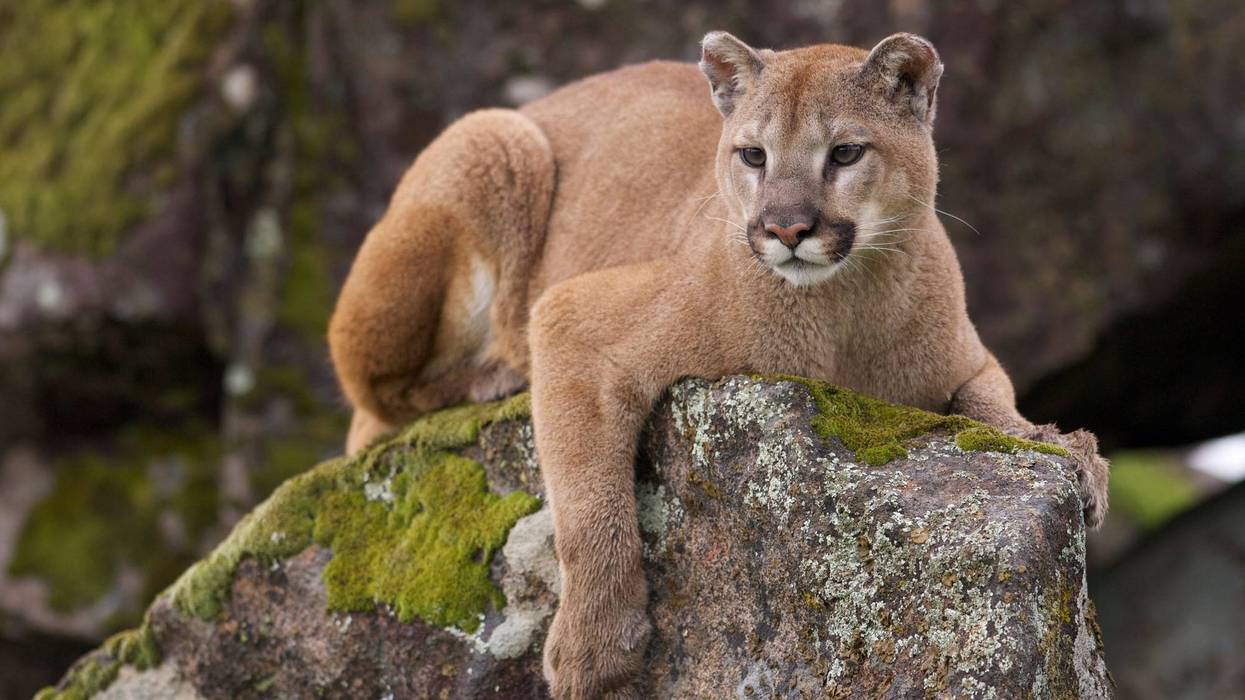 Mountain Lion