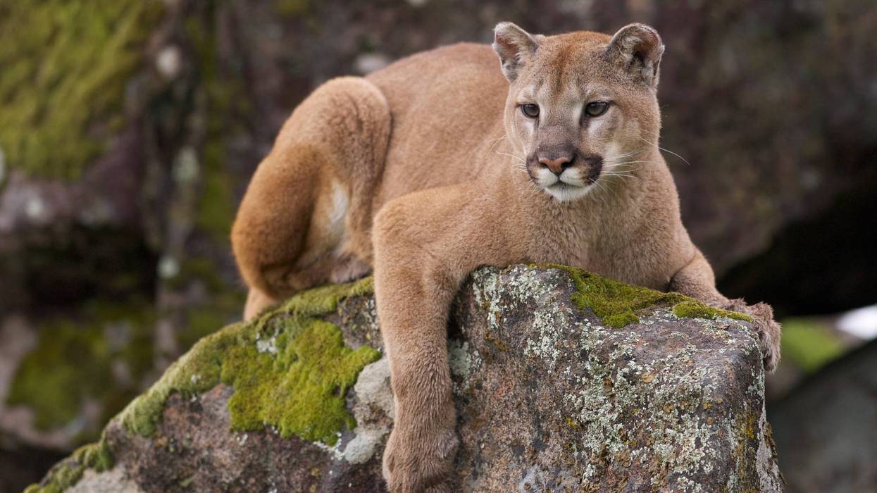 mountain lion