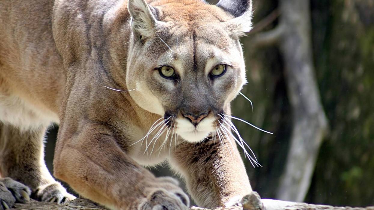 mountain lion
