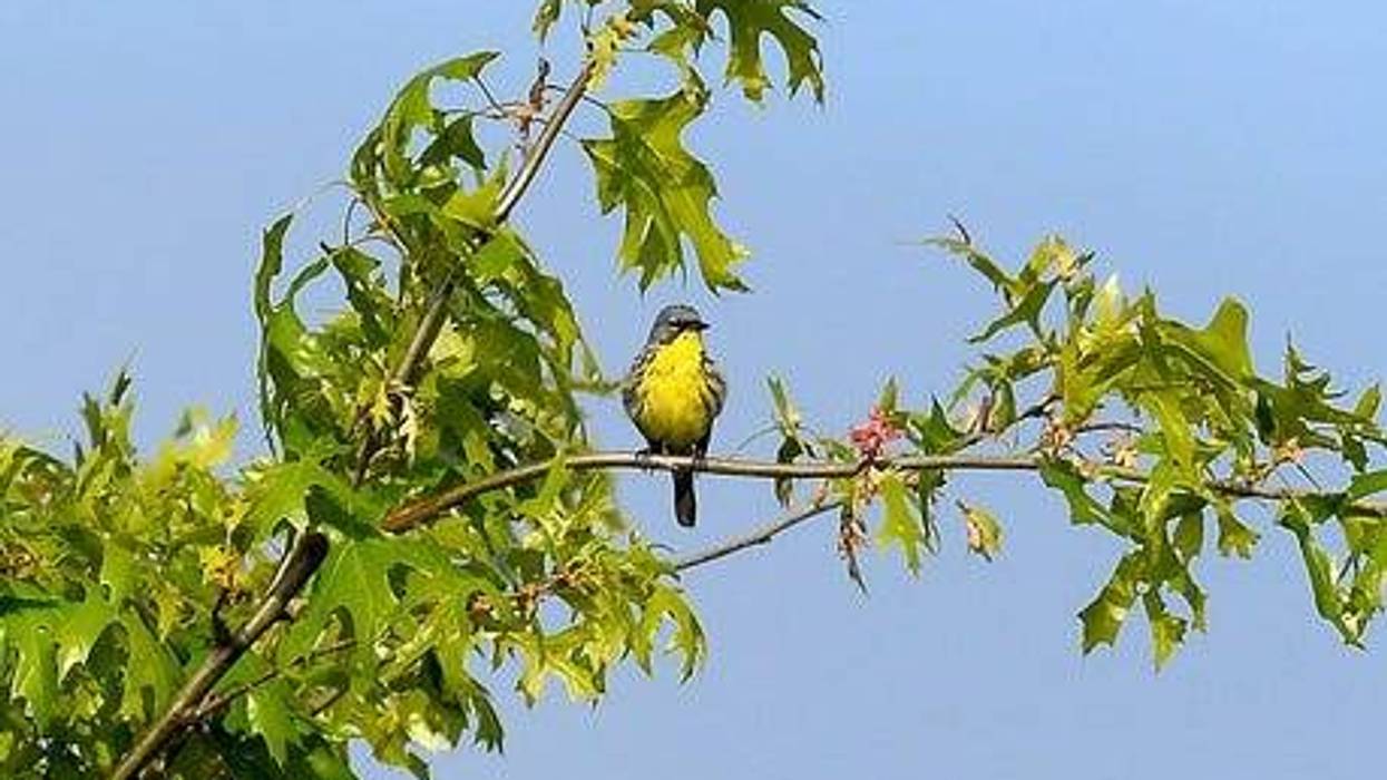 Move over, red robin -- A new bill proposed by an Upper Peninsula legislator on Wednesday looks to make the Kirtland's warbler Michigan's state bird.