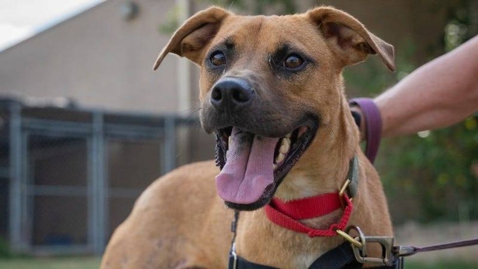 Mowgli @ Austin Humane Society 8/2/23