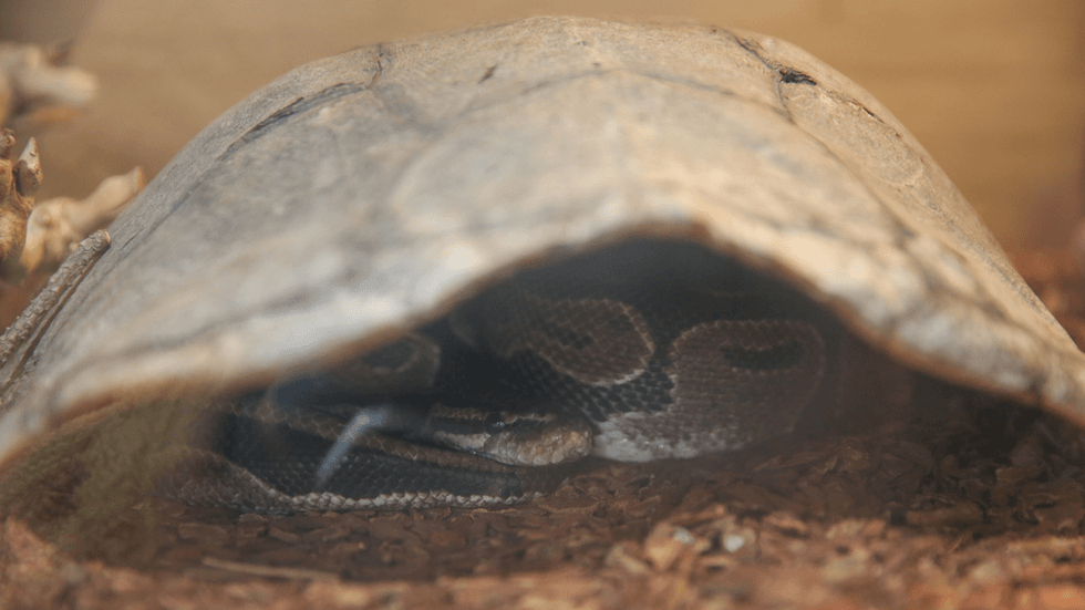 Mozart the ball python