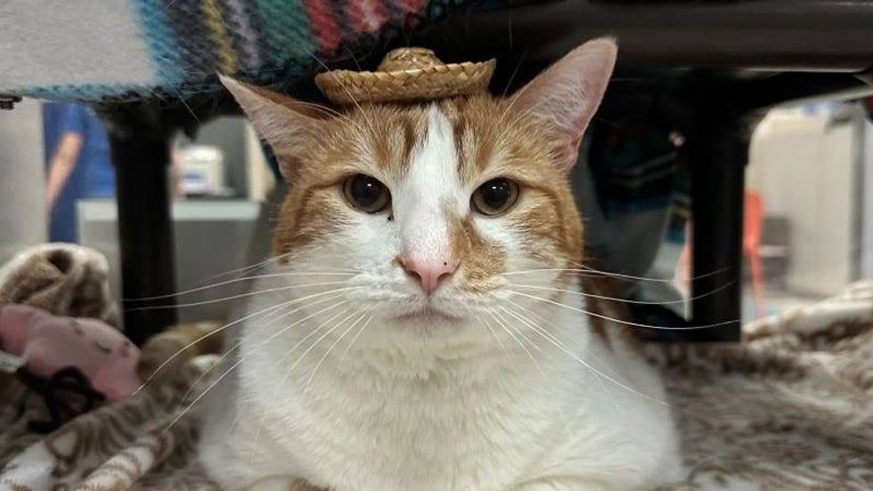 Mr. Kitty @ Austin Humane Society 12/13/23