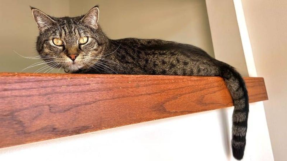 Mr. Pickles @ Austin Humane Society 4/19/23
