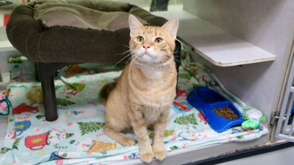 Mr. Pickles @ Austin Humane Society 7/12/23
