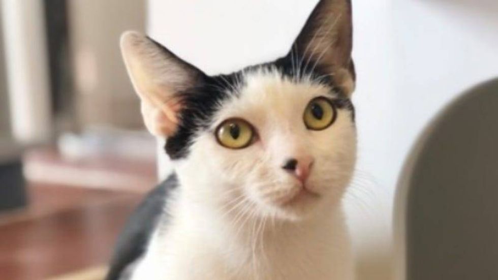 Mrs. Butterworth @ Austin Humane Society