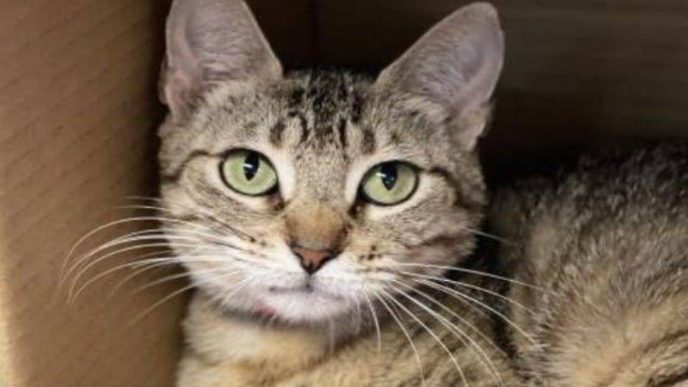 Mrs. Huxtable Austin Humane Society 6/30/21