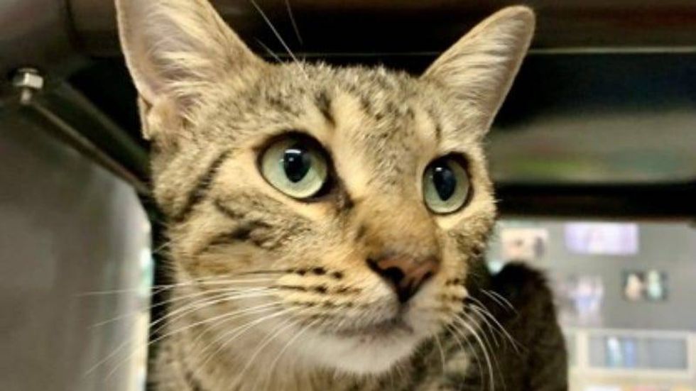Mrs. Weasley @ Austin Humane Society 9/04/24
