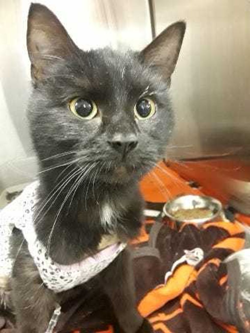 Ms. Purrnelope after her life saving surgery, feeling great!
