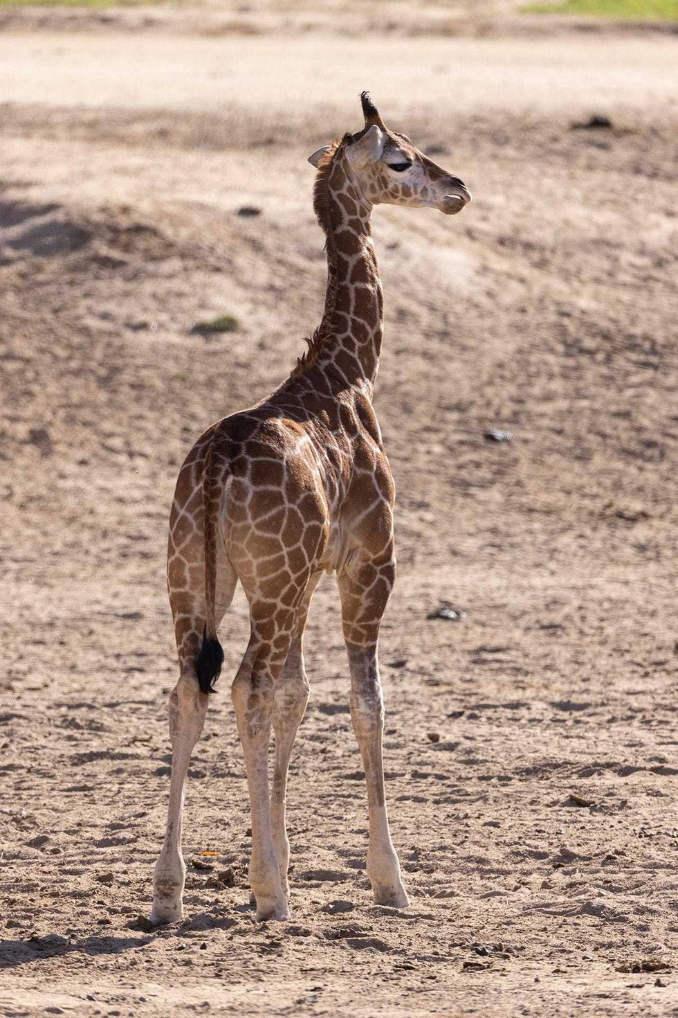 Msituni, a giraffe at the San Diego Zoo.