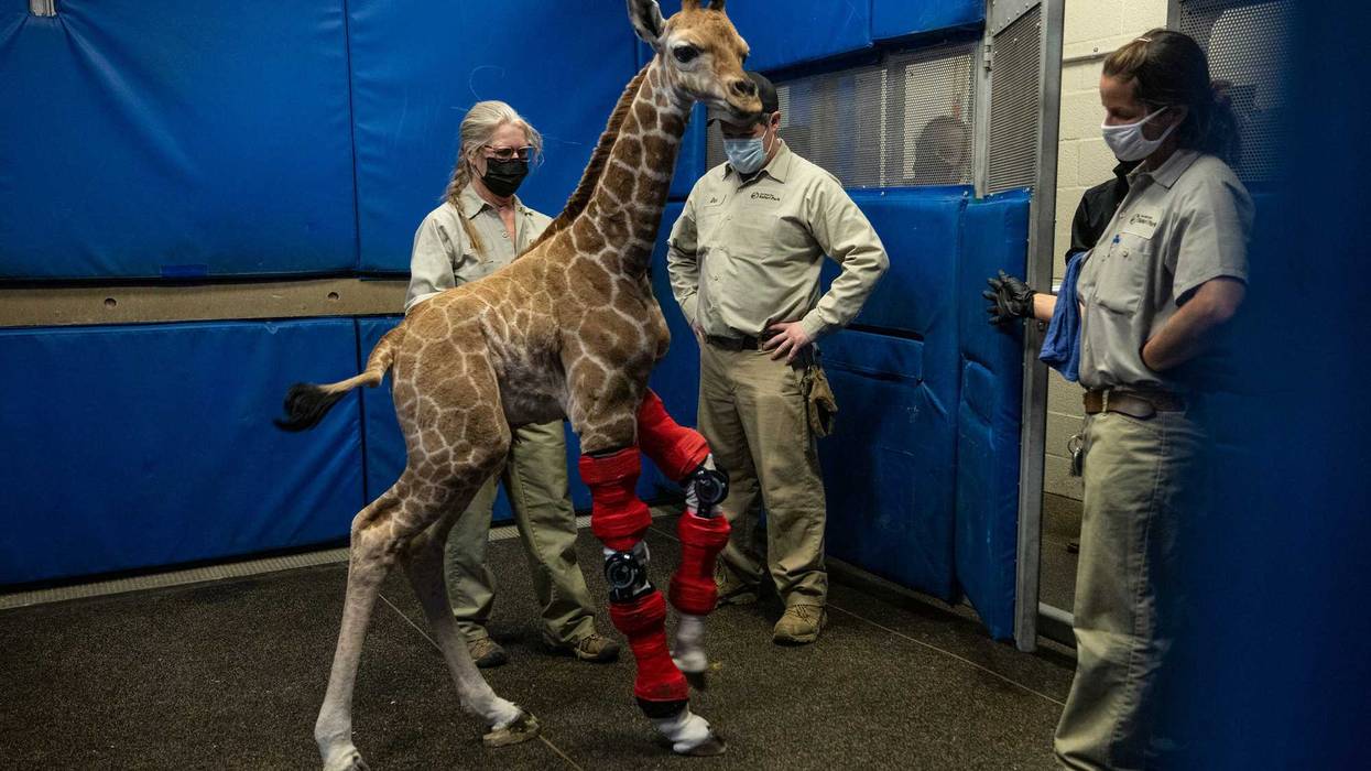 Msituni the giraffe with her specially-made leg braces.