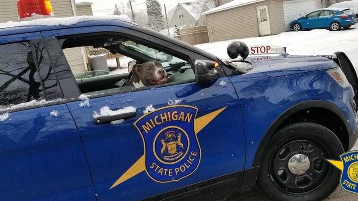 MSP dog in car