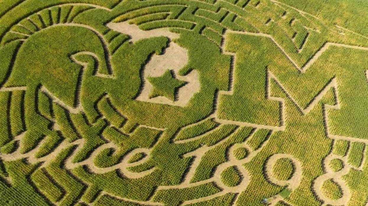 MSU vs. Michigan corn maze design