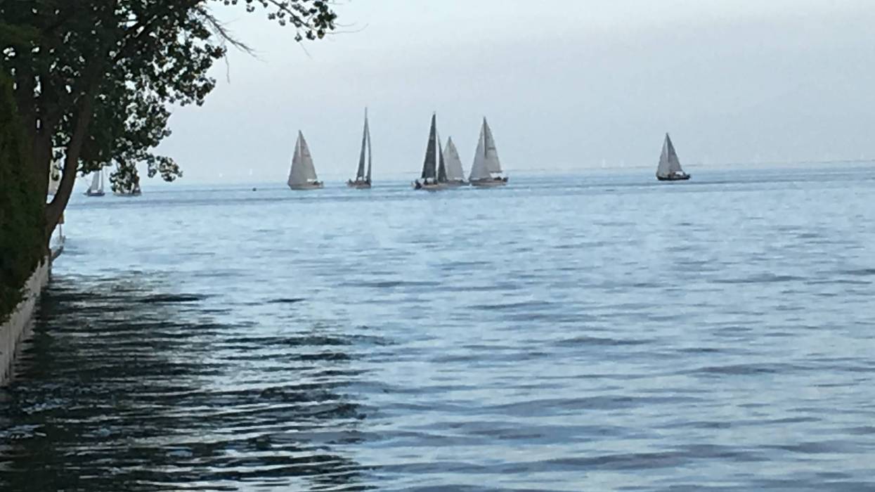 Multiple sailboats glide on calm water with green trees lining the left bank.