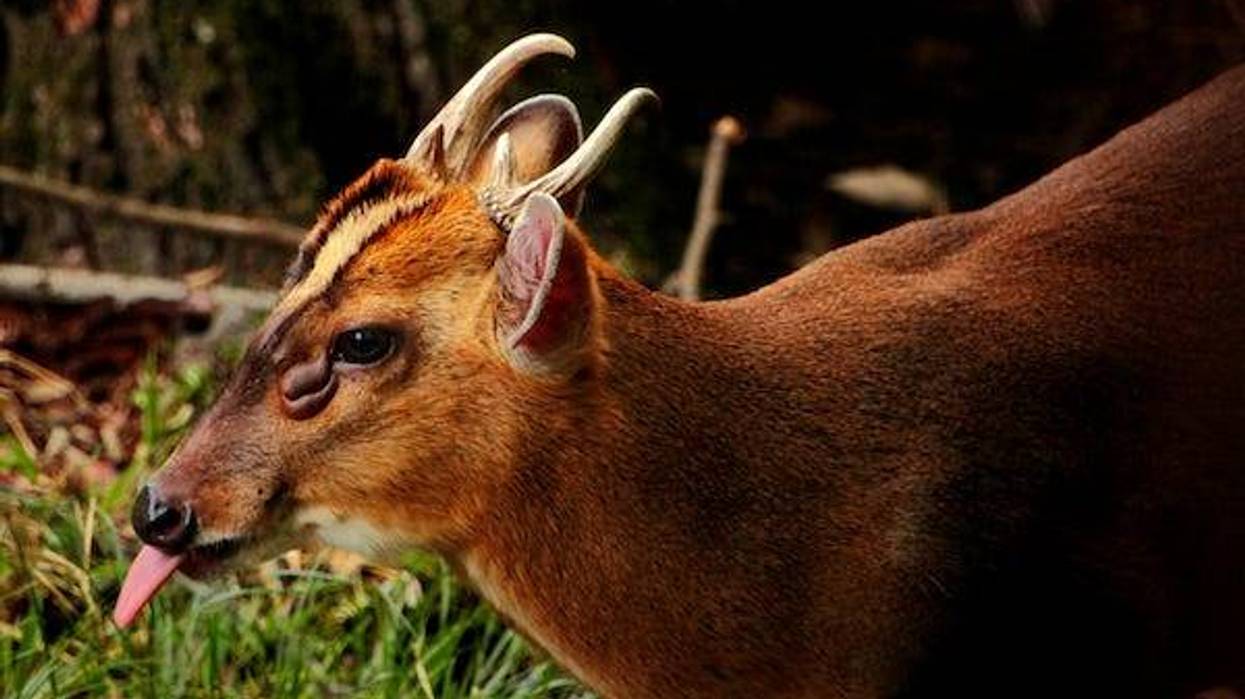 Muntjac deer sticking its tongue out