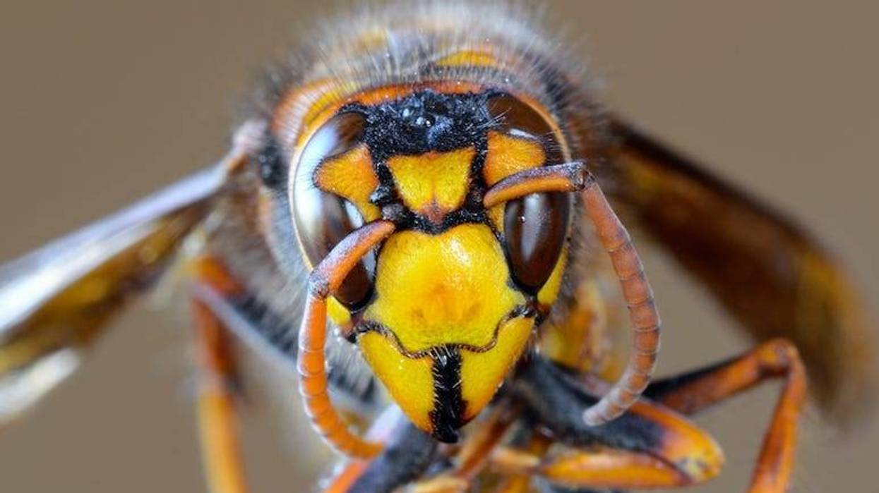 Murder Hornet, Close Up, Japanese Giant Hornet