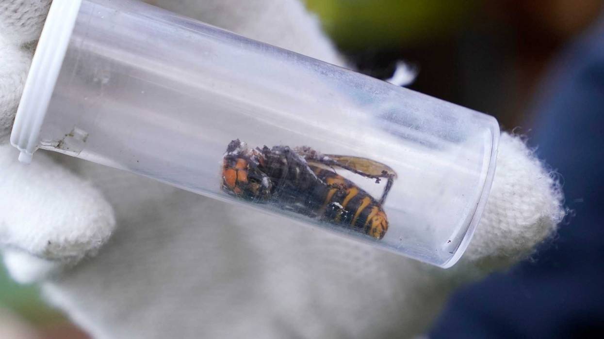 Murder Hornets