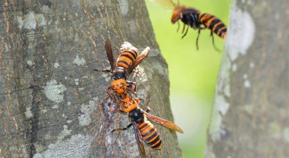 Murder Hornets