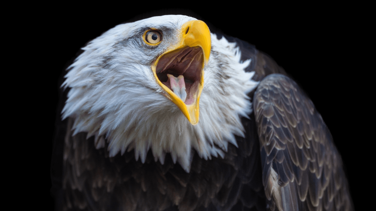 Murphy Bald Eagle