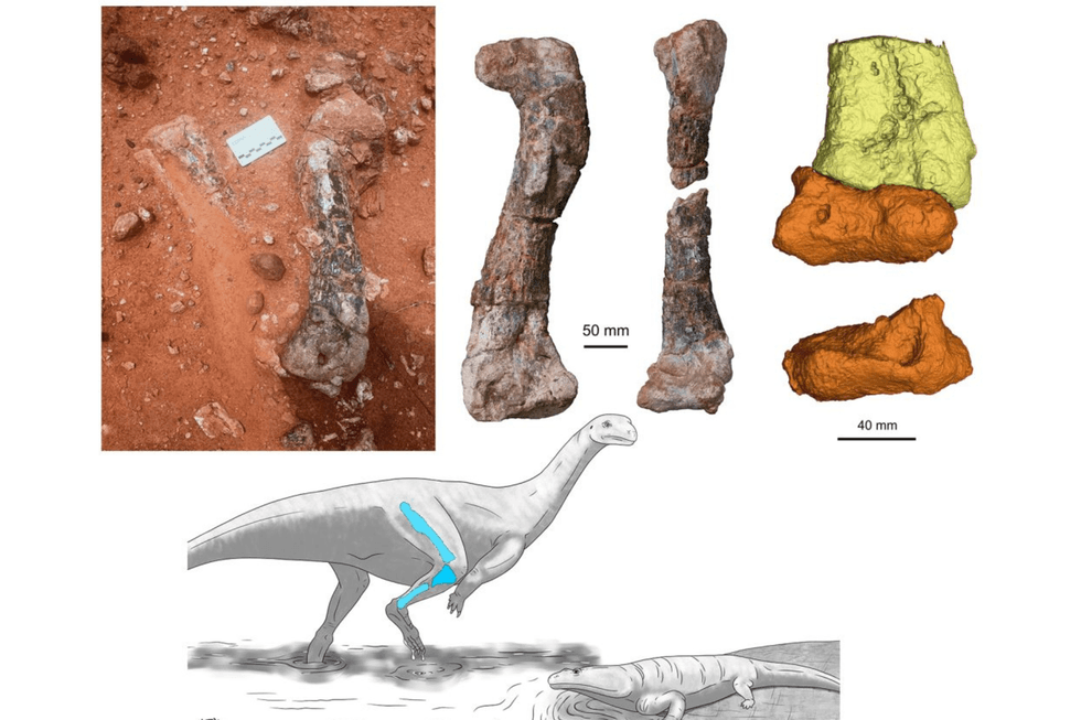 Musankwa sanyatiensis fossil bones in situ, after mechanical preparation, and after CT scanning. Artist reconstruction of Musankwa sanyatiensis showing position of fossil bones