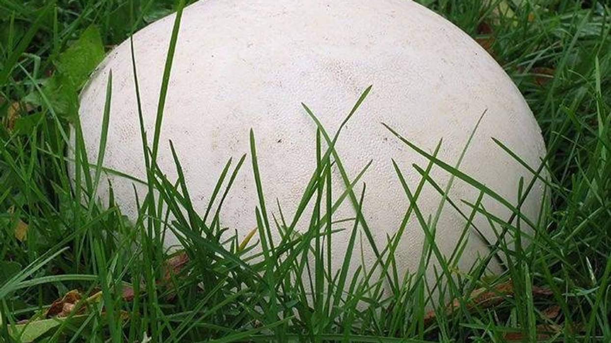 mushroom in grass