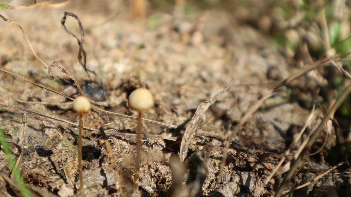 Mushrooms, Psilocybin, psychadelic, drugs