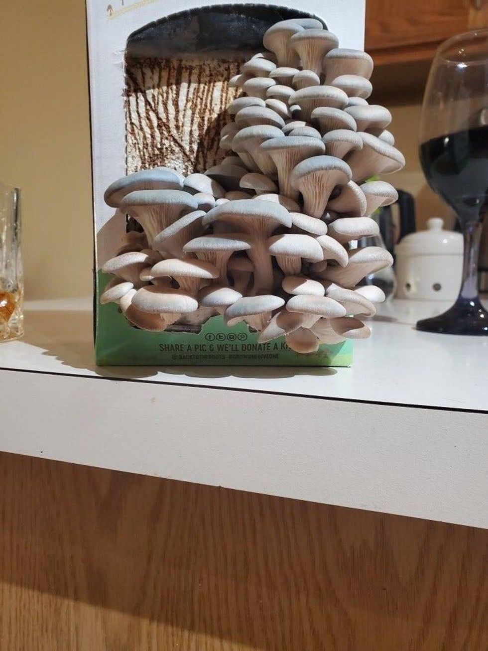 Mushrooms