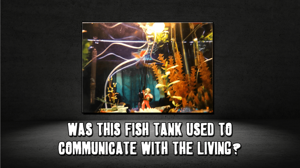 My brothers version of the Fish Tank!