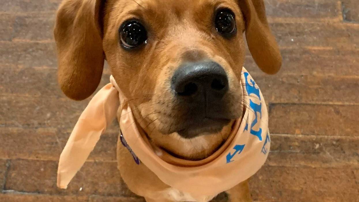 "Mystery Man" Saves Pets During Cincinnati Area House Fire