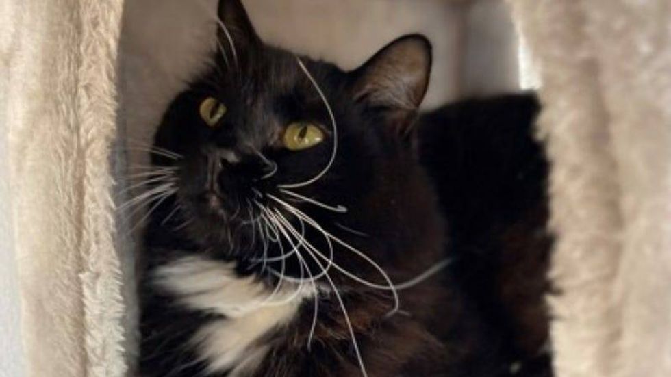 Mystique AHS 7/24/24 @ Austin Humane Society