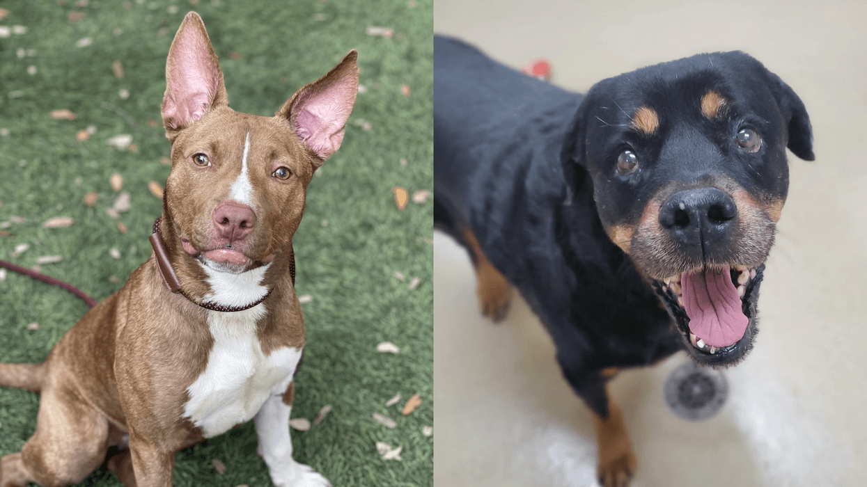 Nadia and Von - dogs up for adoption