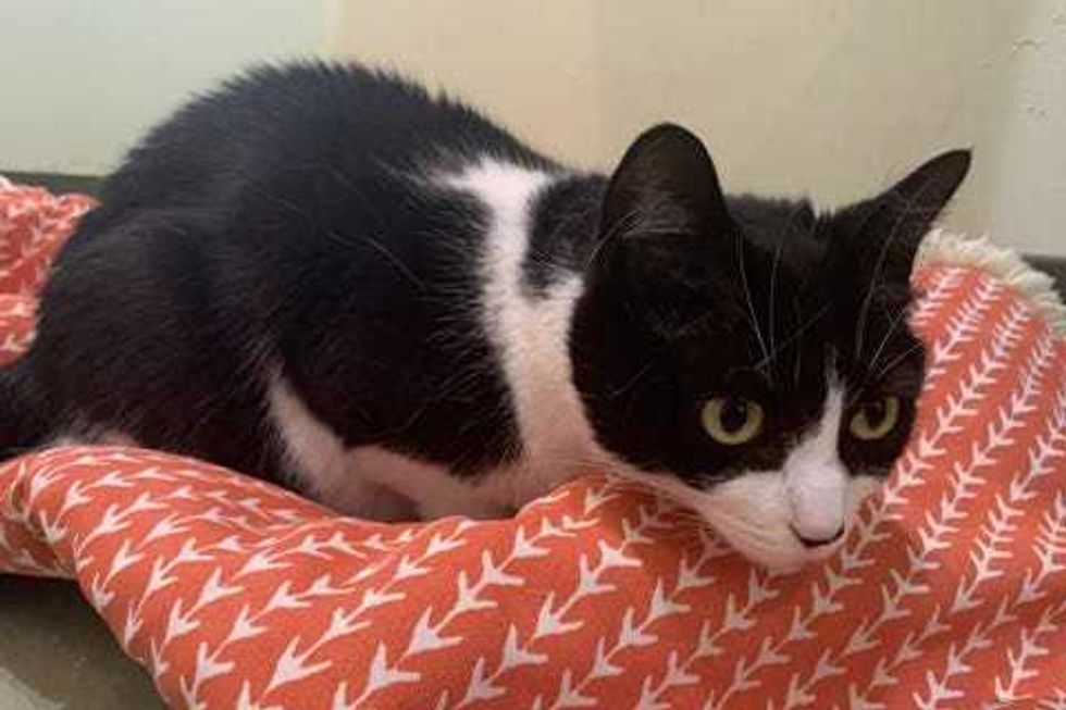 Nadia is a 3-year-old, female Domestic Shorthair. She weighs 9.1 pounds.