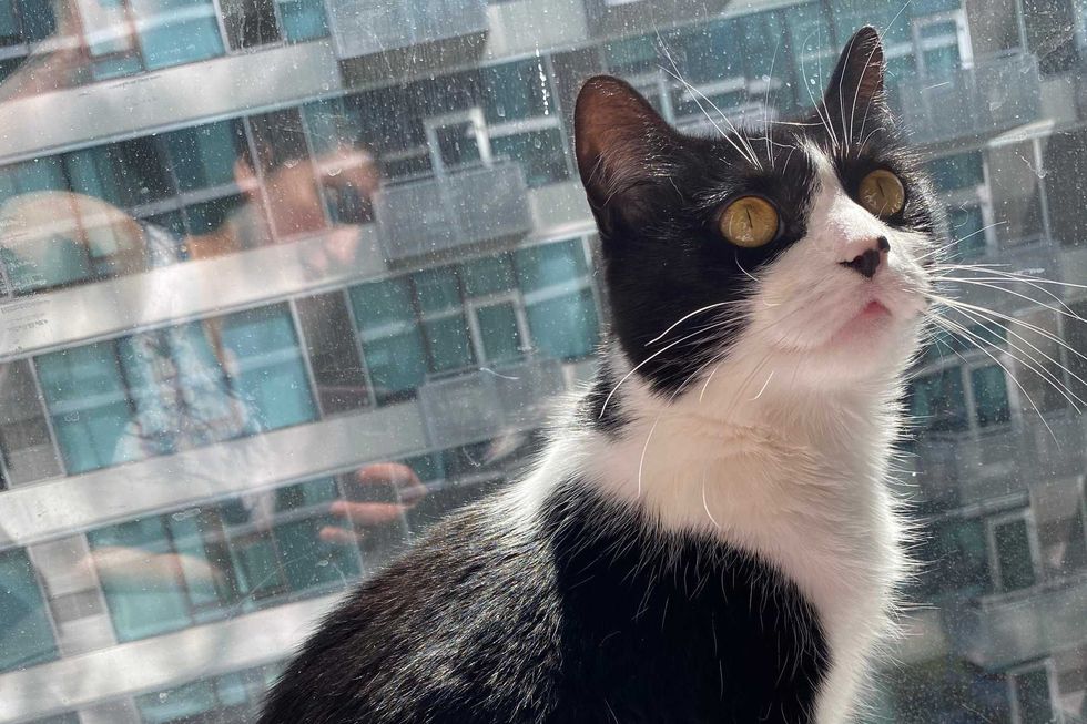 Nadia is a 3-year-old, female Domestic Shorthair. She weighs 9.1 pounds.