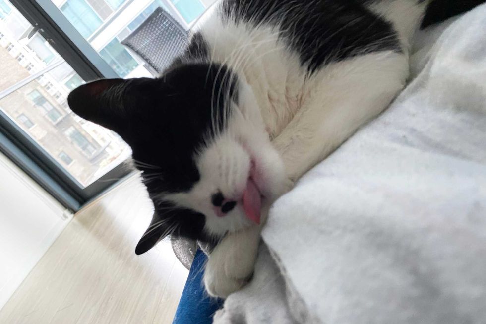 Nadia is a 3-year-old, female Domestic Shorthair. She weighs 9.1 pounds.