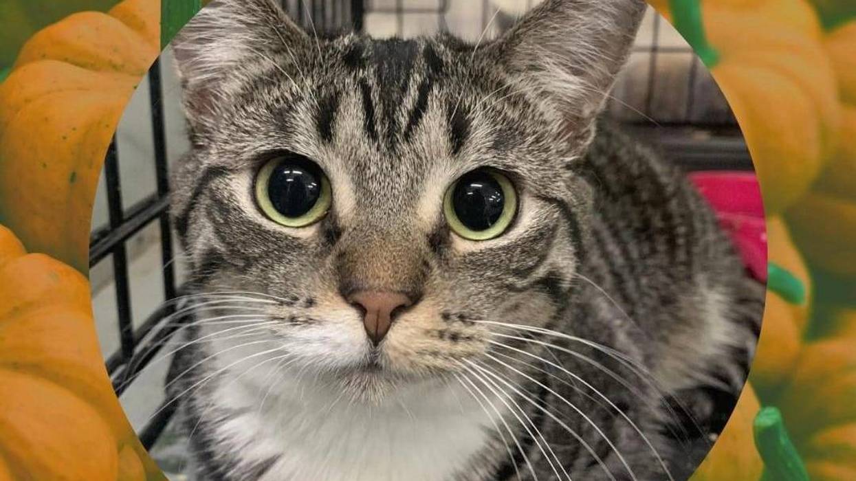 Nakita - a two year old domestic shorthair gray tabby cat up for adoption through ARE Animal Rescue in Hemet